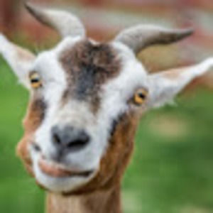 Meet your Posher, Robyn